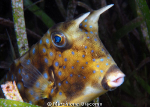 Cow fish
Nikon D200, 60 micro, twin strobo
Dumaguete 2011 by Marchione Giacomo 